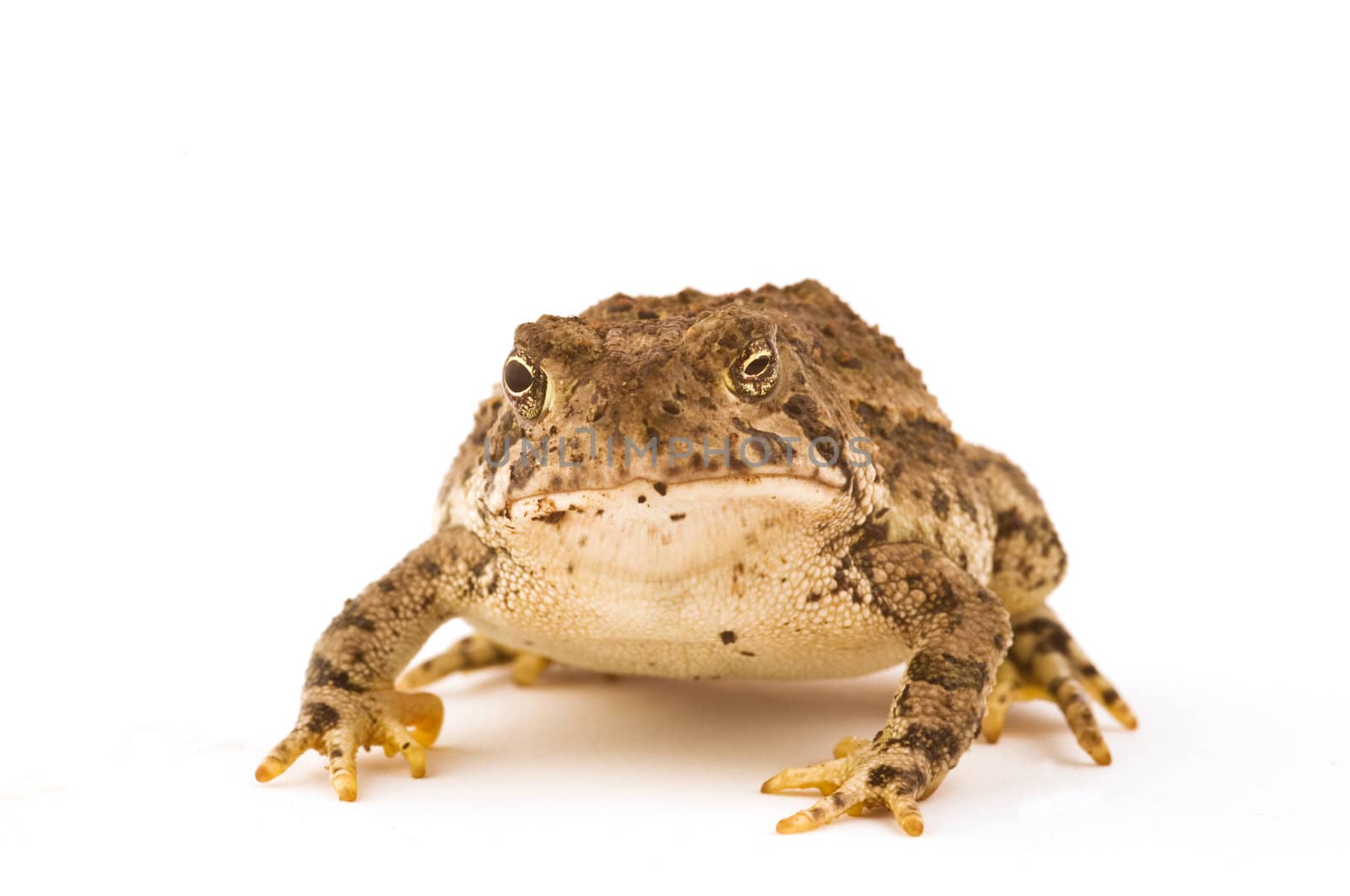 A frog isolated on white background with unequal puples