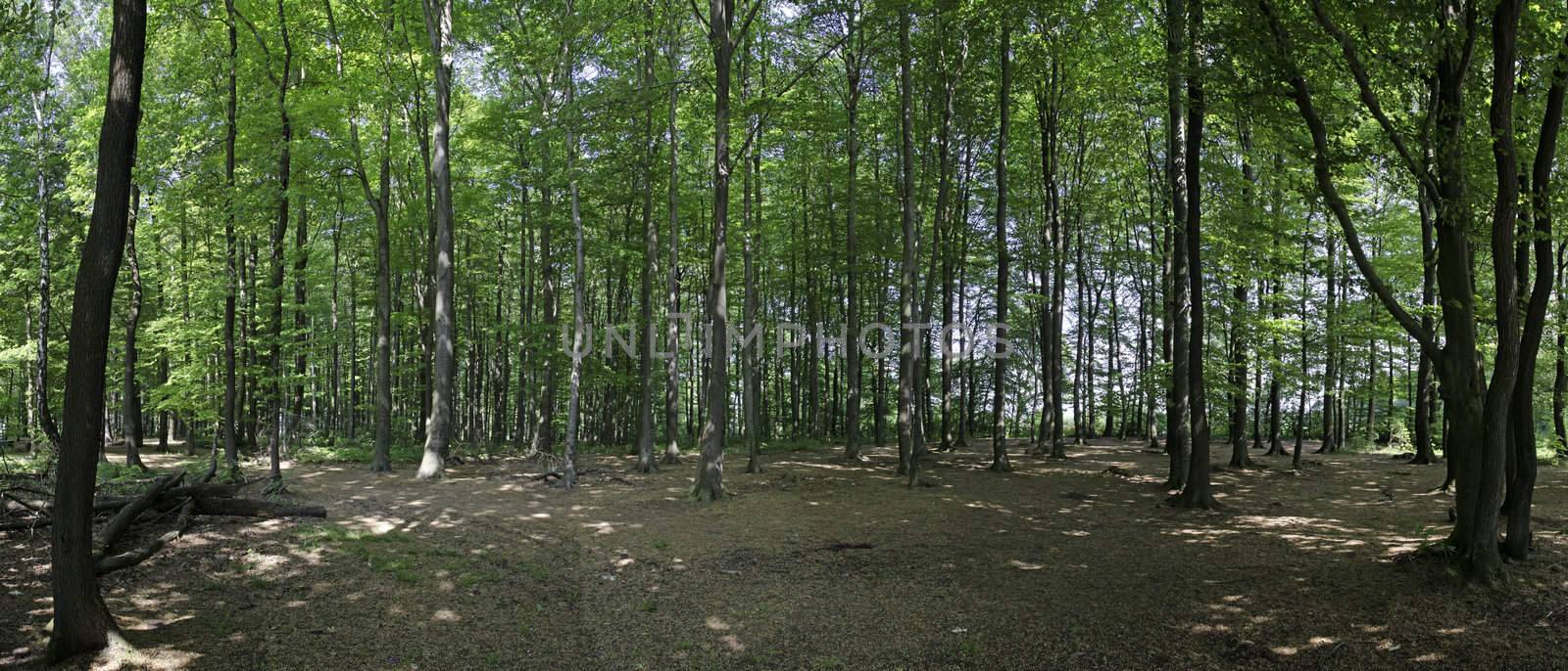 Woods of Belgium by jovannig