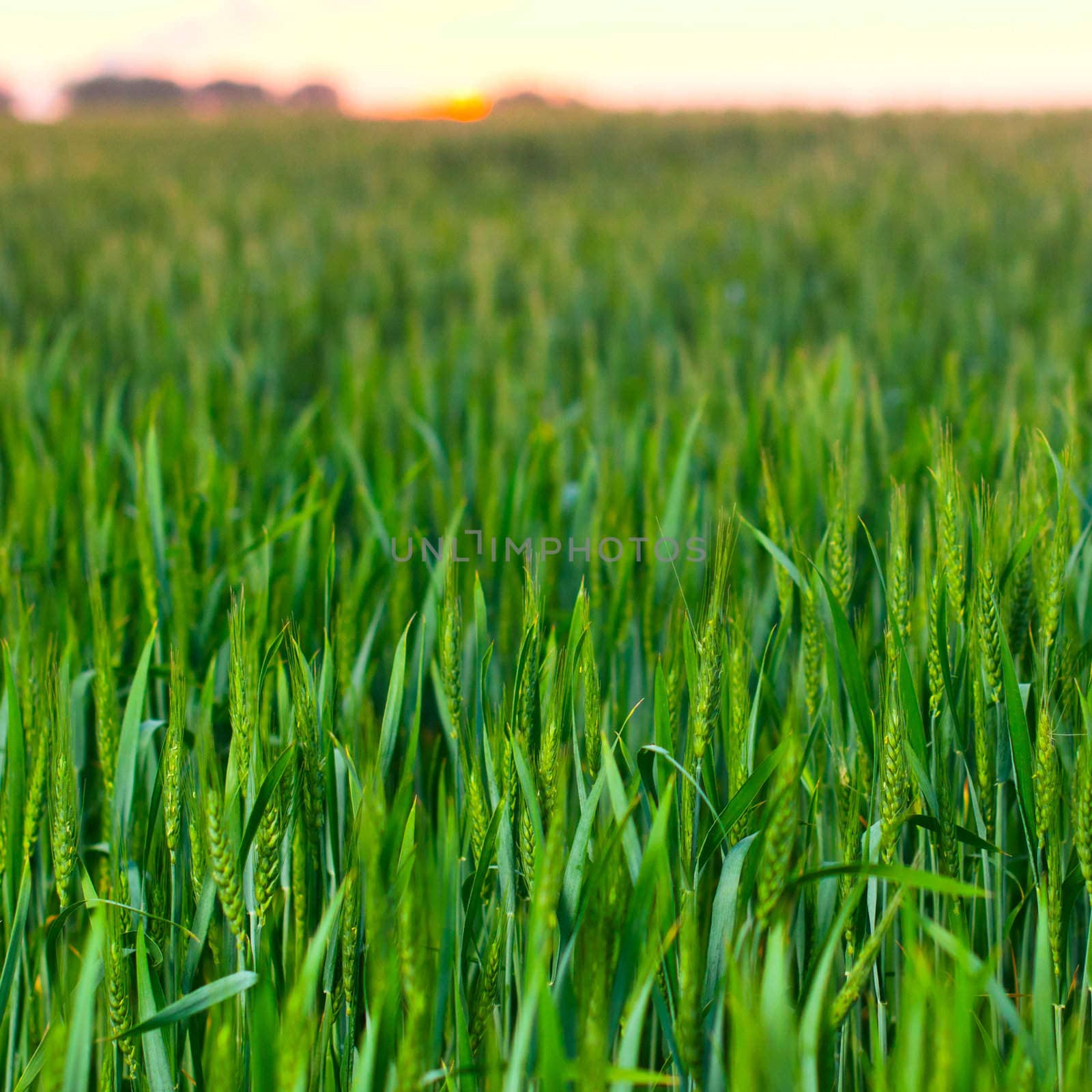 Wheat field on sunset background. by maxoliki