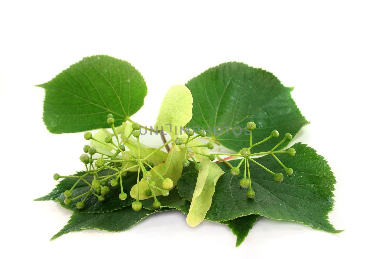 Linden blossom and lime leaves against white background