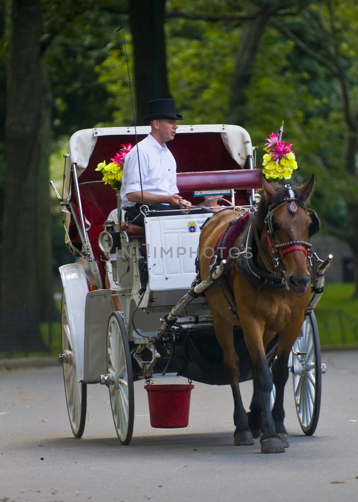 NEW YORK - JUNE 28 2011 : Horse drawn carrige riding through Central park in Manhattan. 