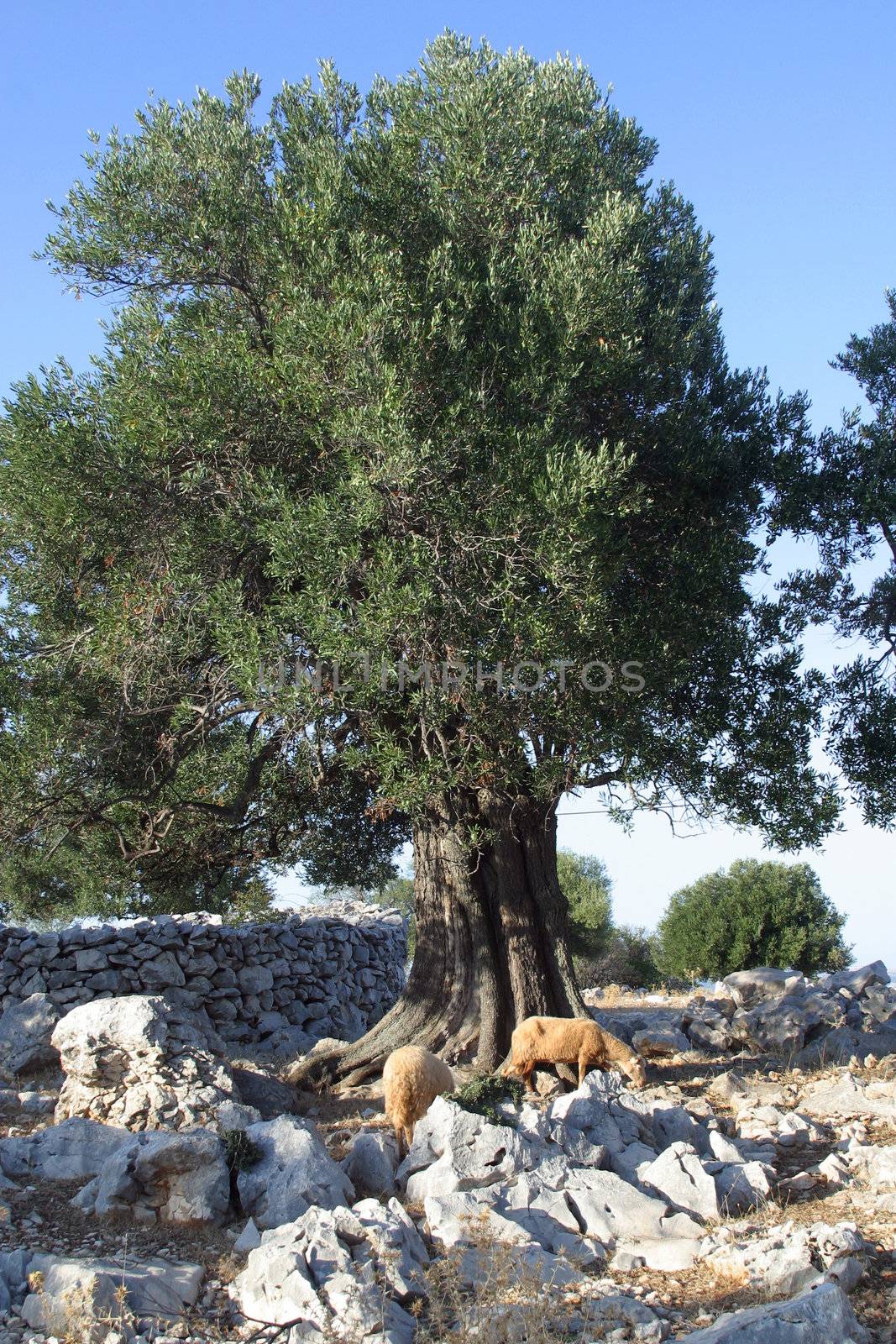 Old olive tree by atlas
