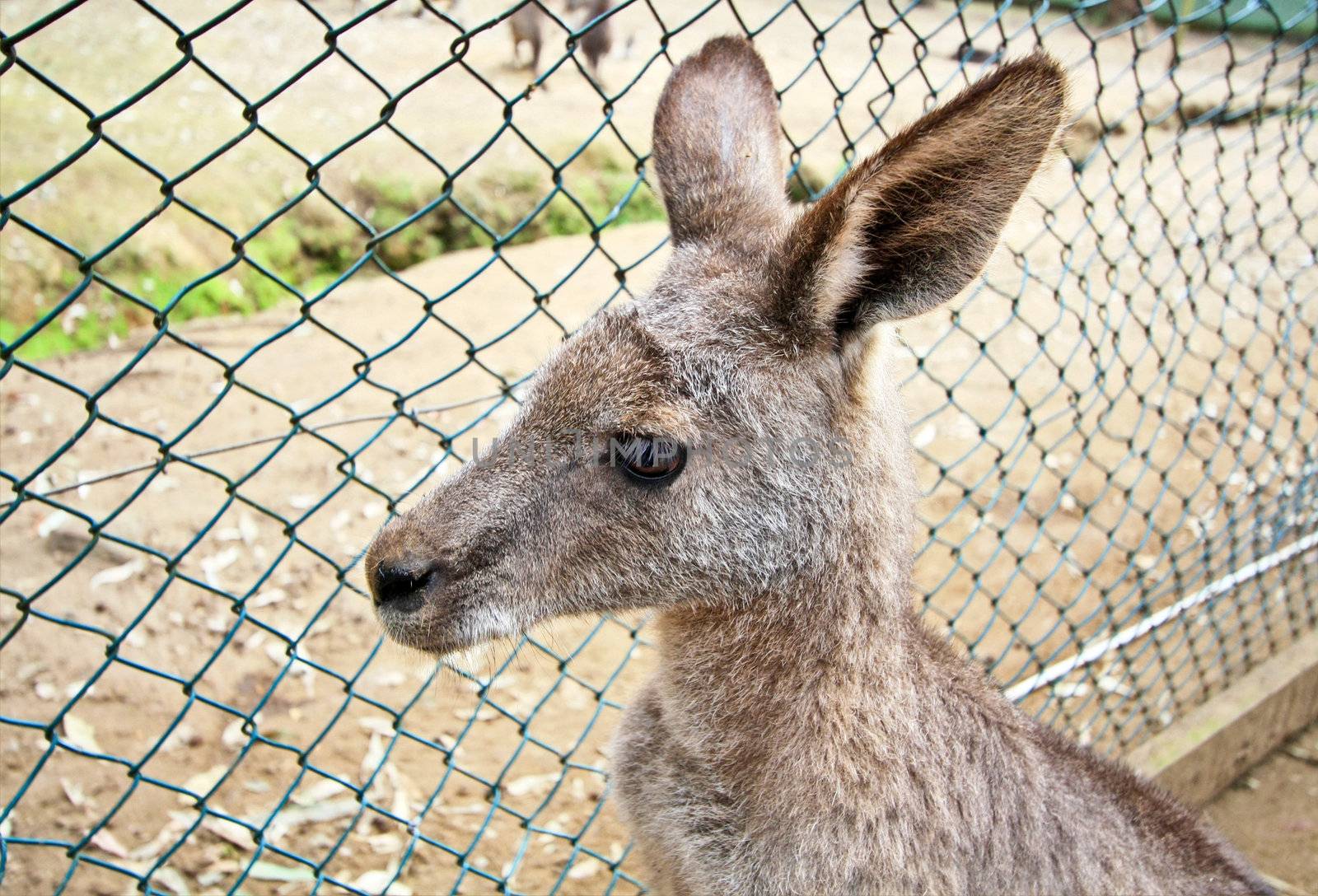 Kangaroo in cage of zoo
