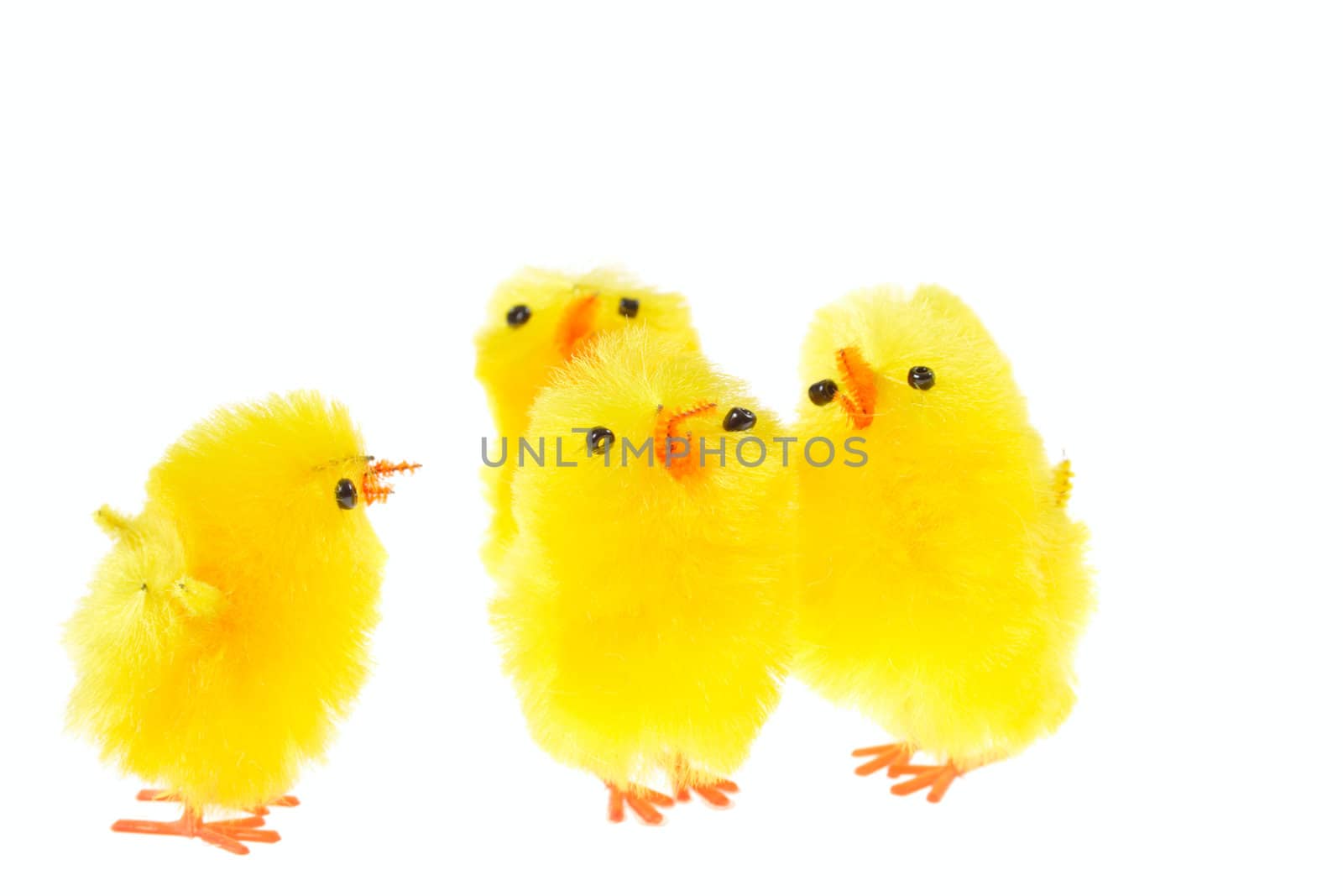 yellow chicklings, photo on the white background