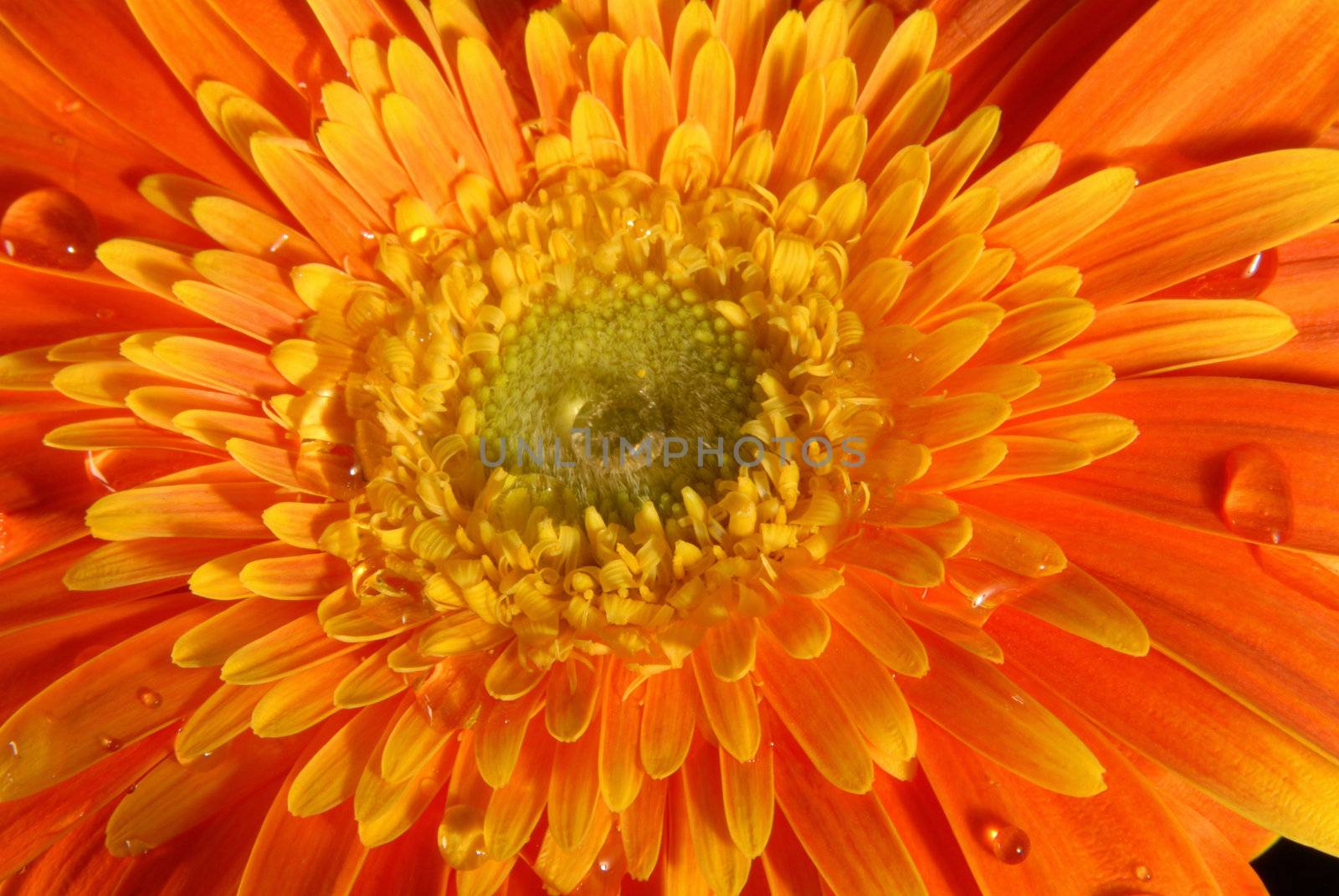 Orange gerbera flower texture close up with little water drops on black background.