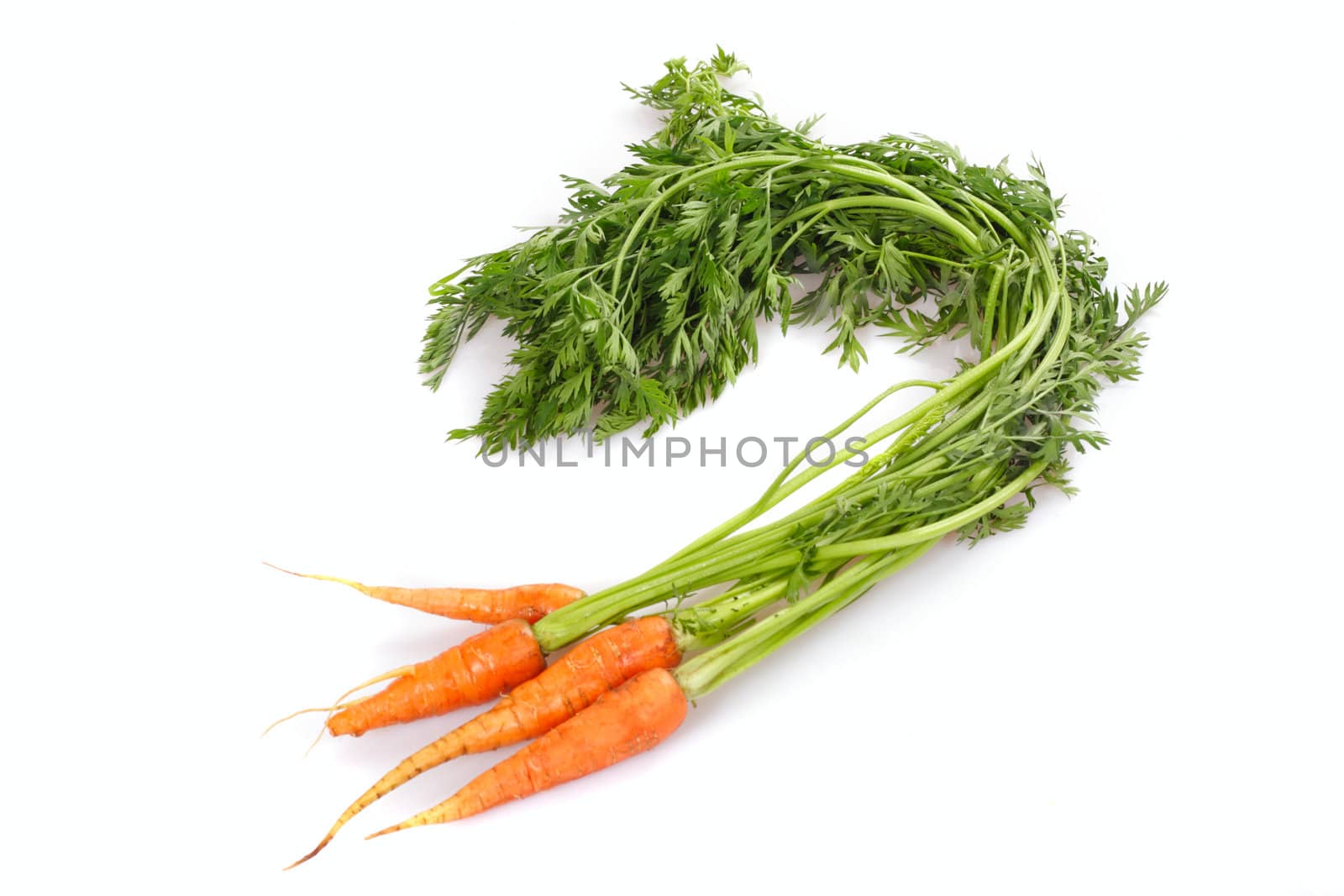 fresh Carrot, photo on the white background