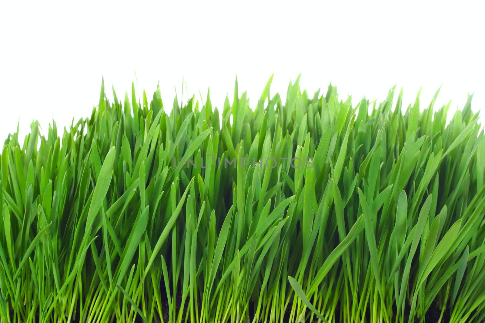 grass isolated photo on the white background