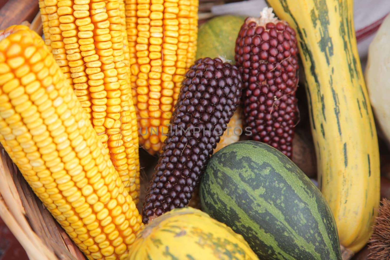 Maize cobs by atlas