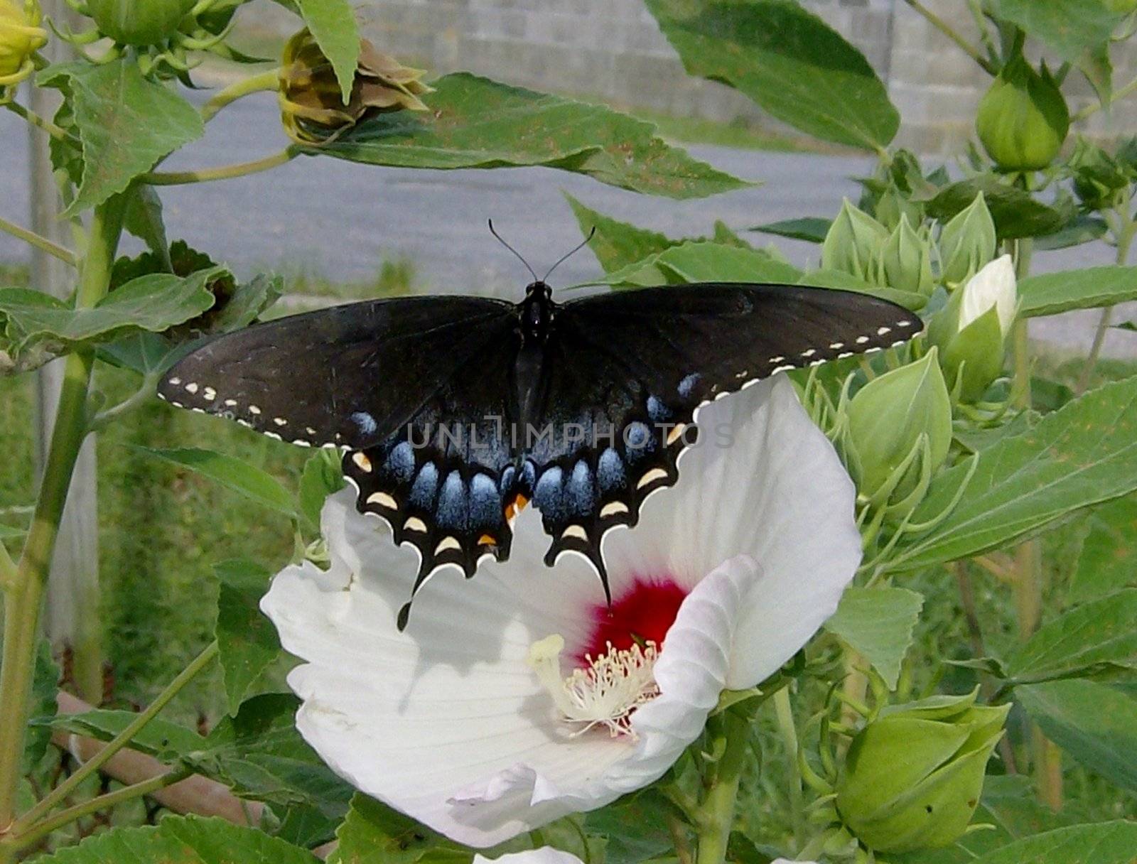 An adult Black Swallowtail butterfly alighting on a native white marshmallow (swamp hibiscus)