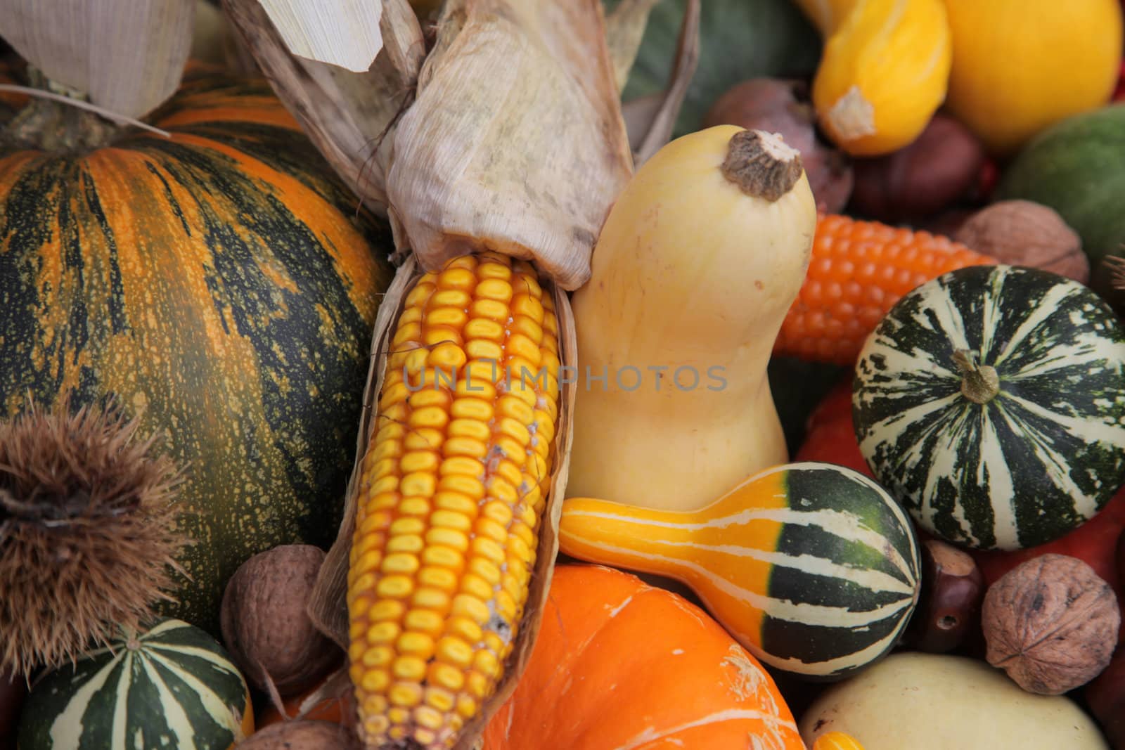 Autumn Harvest