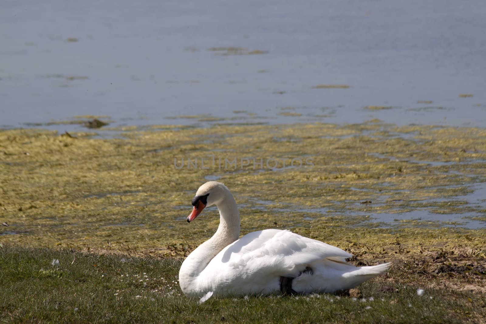 Close up of a breeding swan at its nest