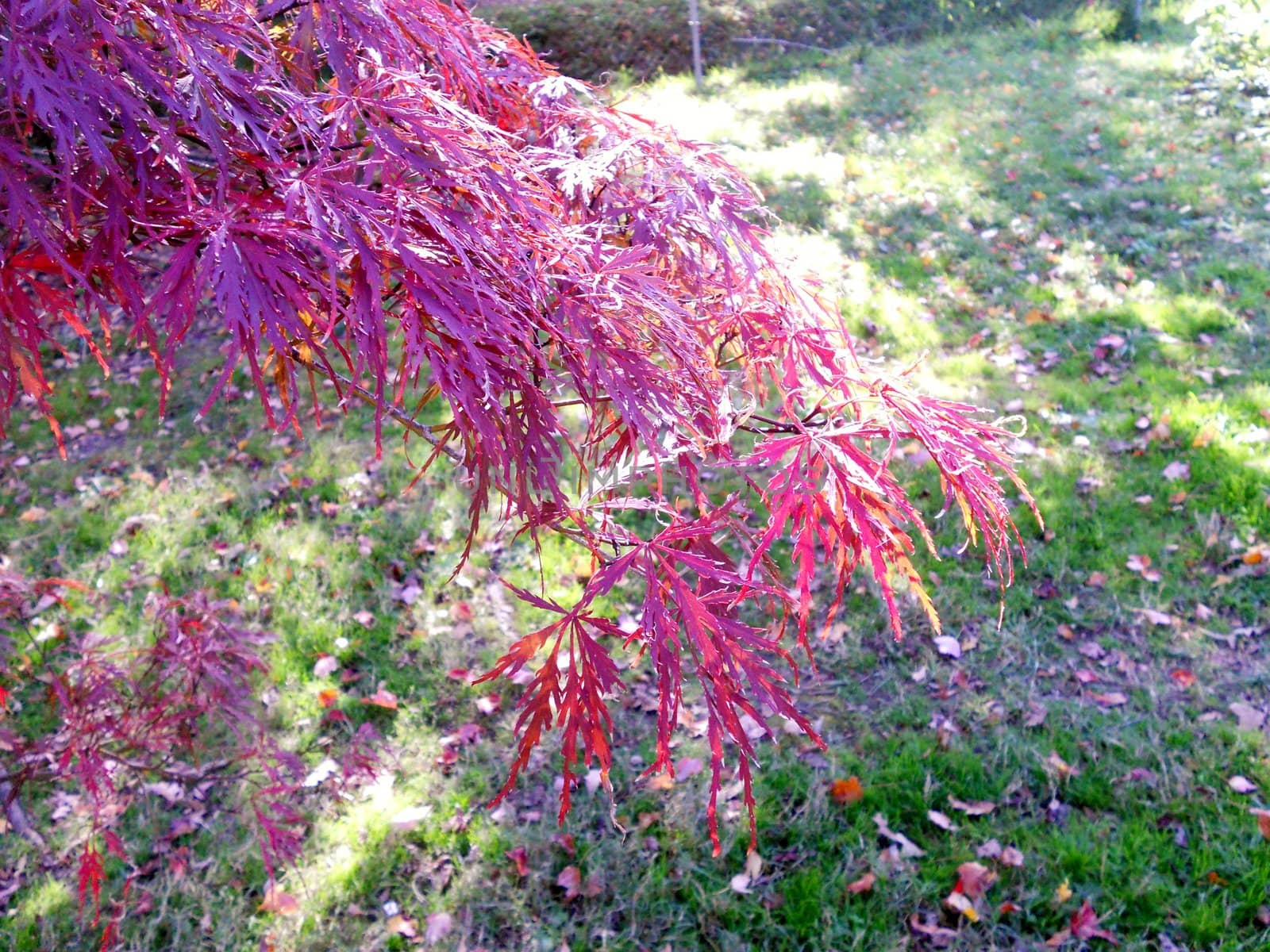A branch of a Japanese Maply in autumn.