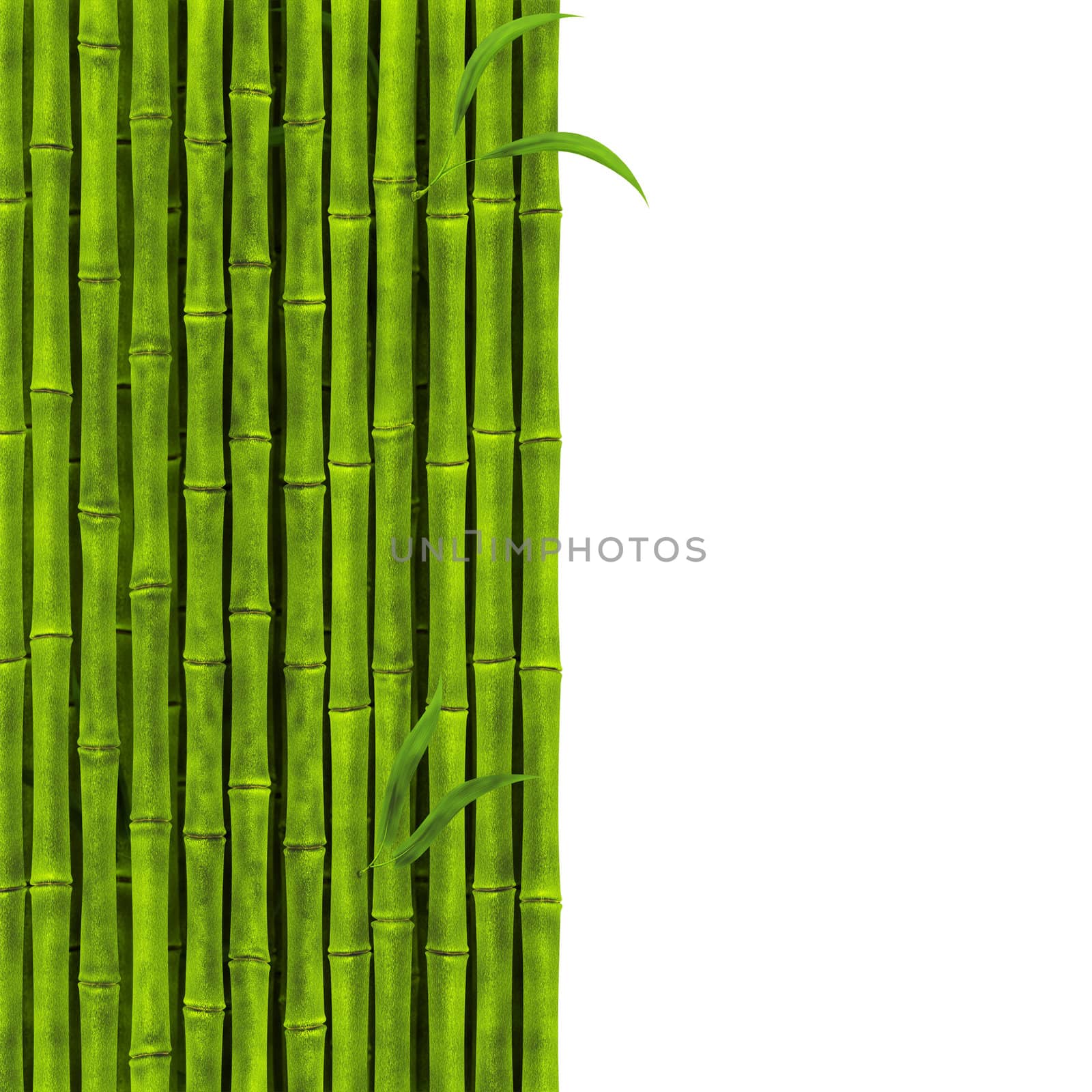 bamboo stems over the white background with copy space