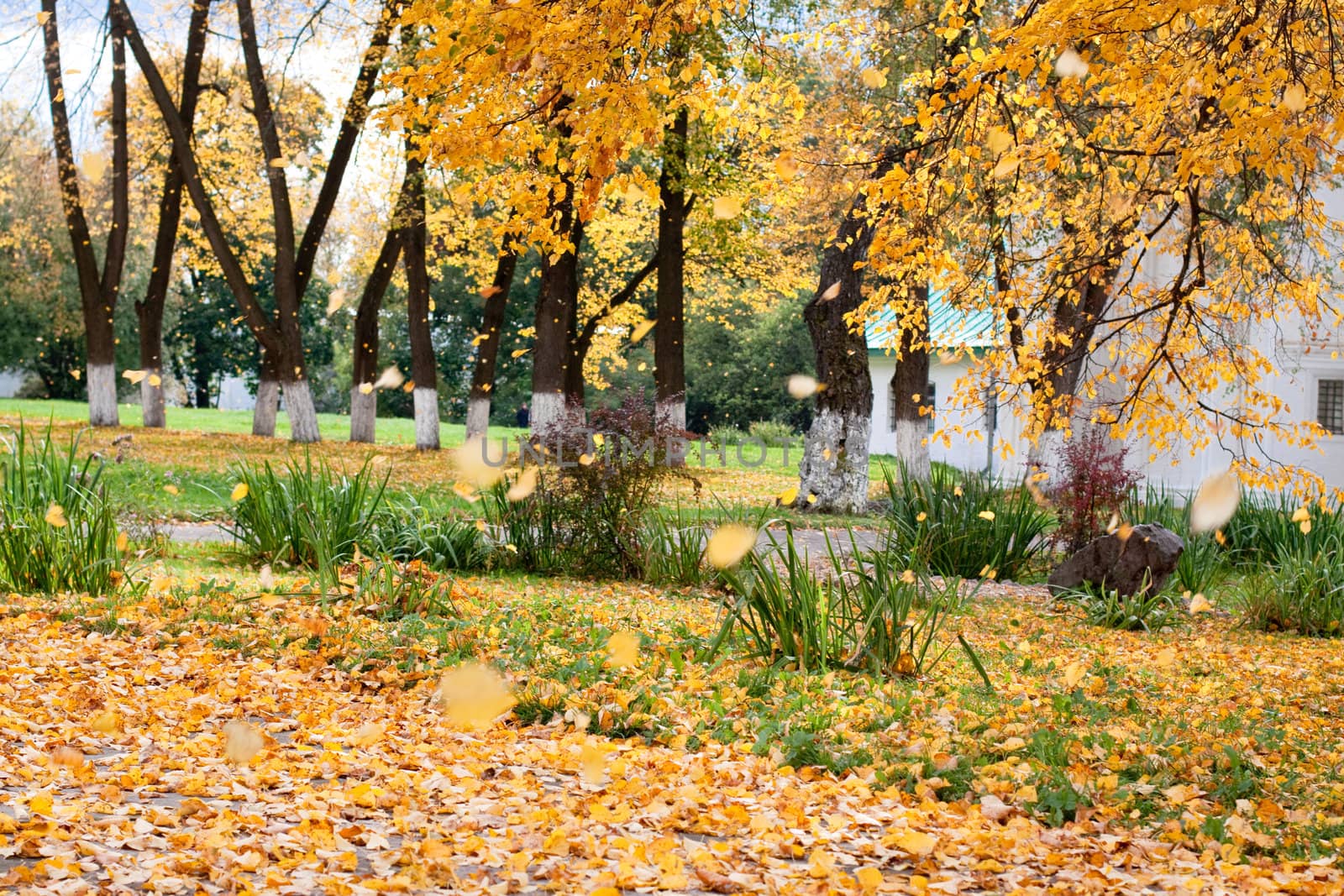 Yellow autumn trees in a park
