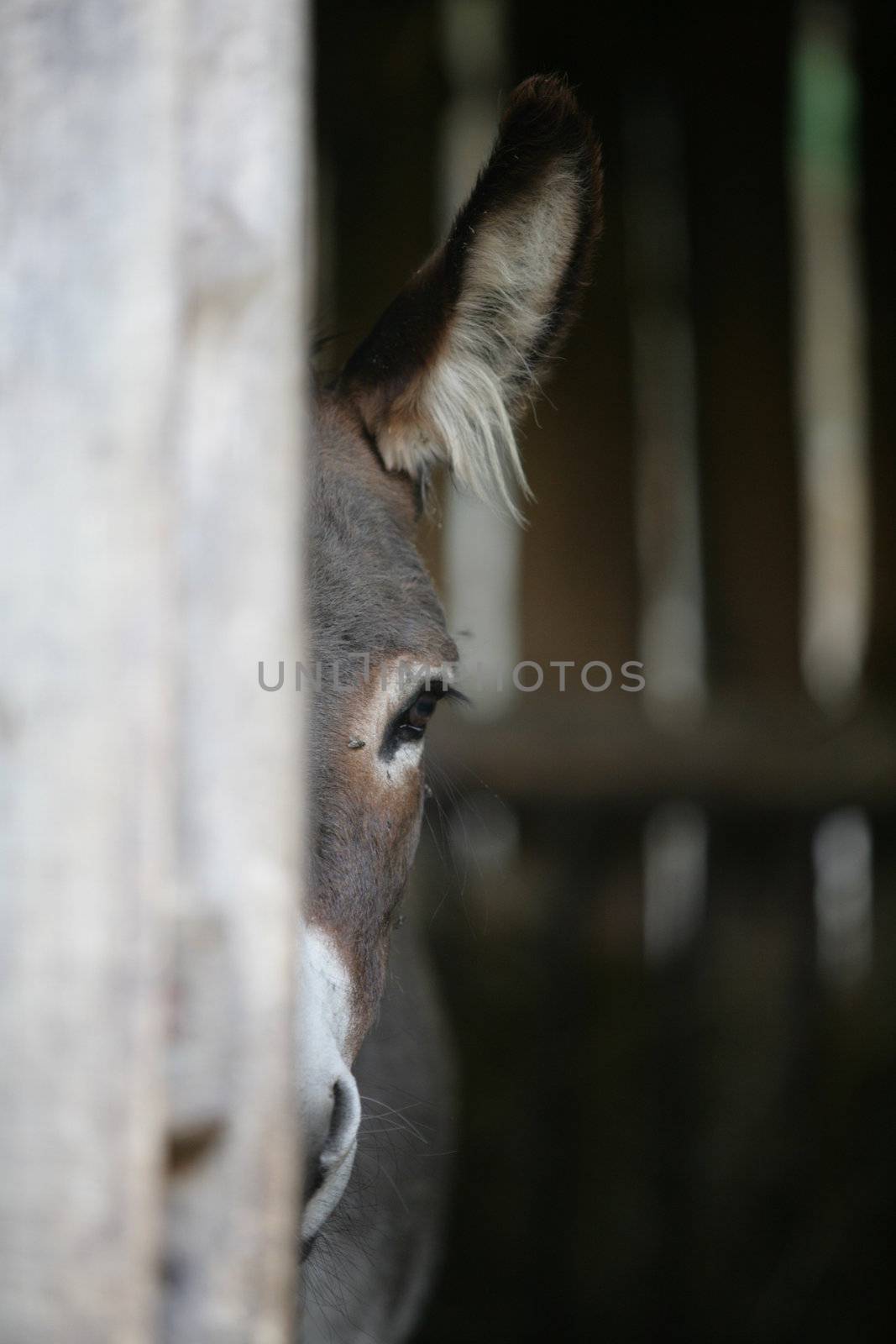 a close encounter with an ass donkey