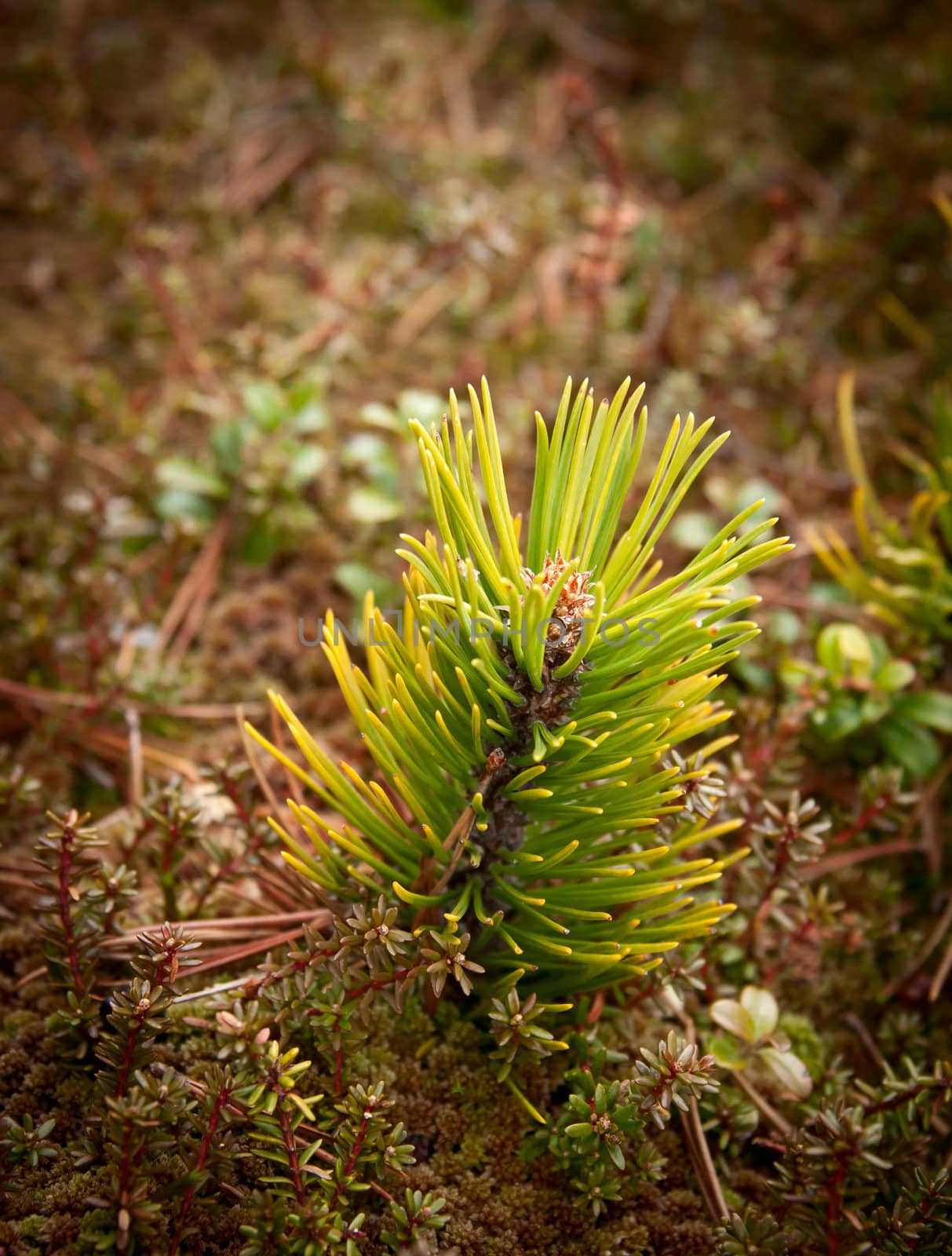 Small pine tree in the moss