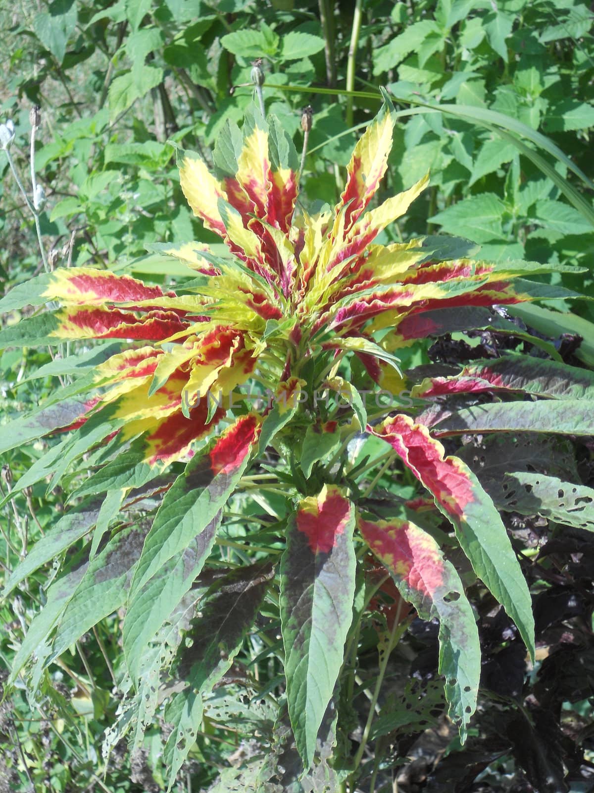 Tricolor Amaranthus (Joseph's Coat) by xplorer1959@hotmail.com
