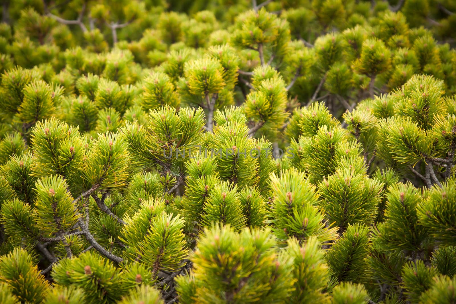 Overgrown bushes pines in the mountains.