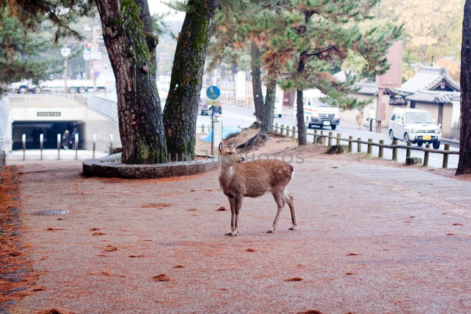 A standing deer in a Japanese autumn town
