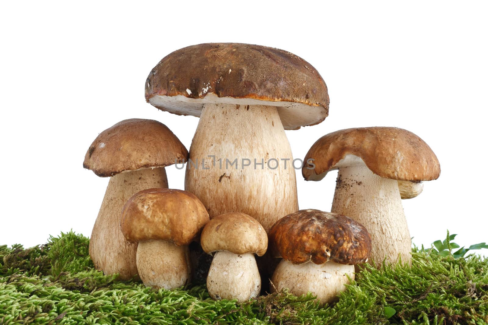 six Boletus Edulis mushroooms on moss over white background