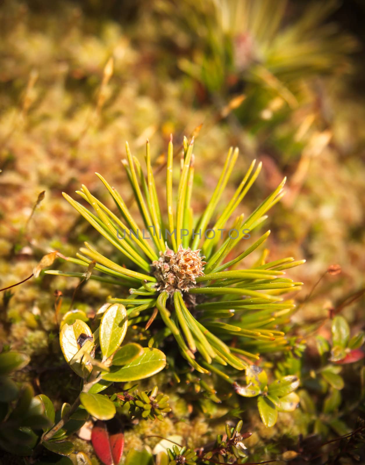 Small pine tree in the moss