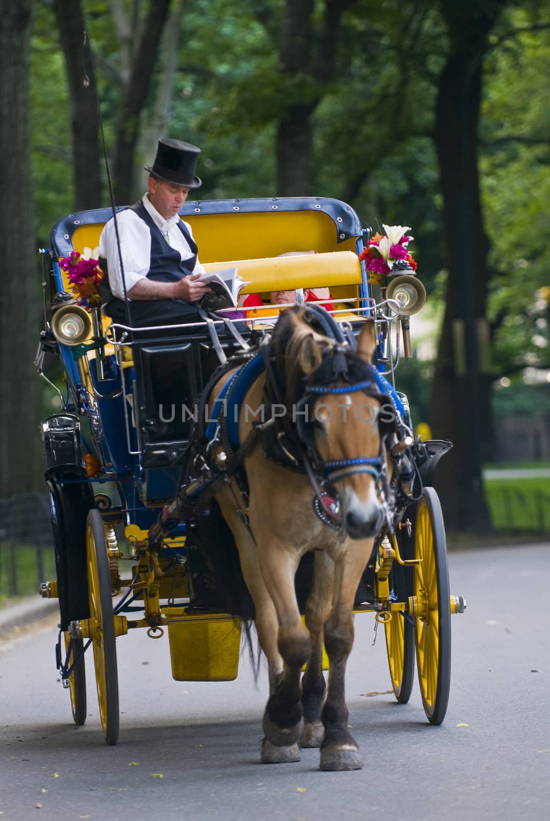 NEW YORK - JUNE 28 2011 : Horse drawn carrige riding through Central park in Manhattan. 