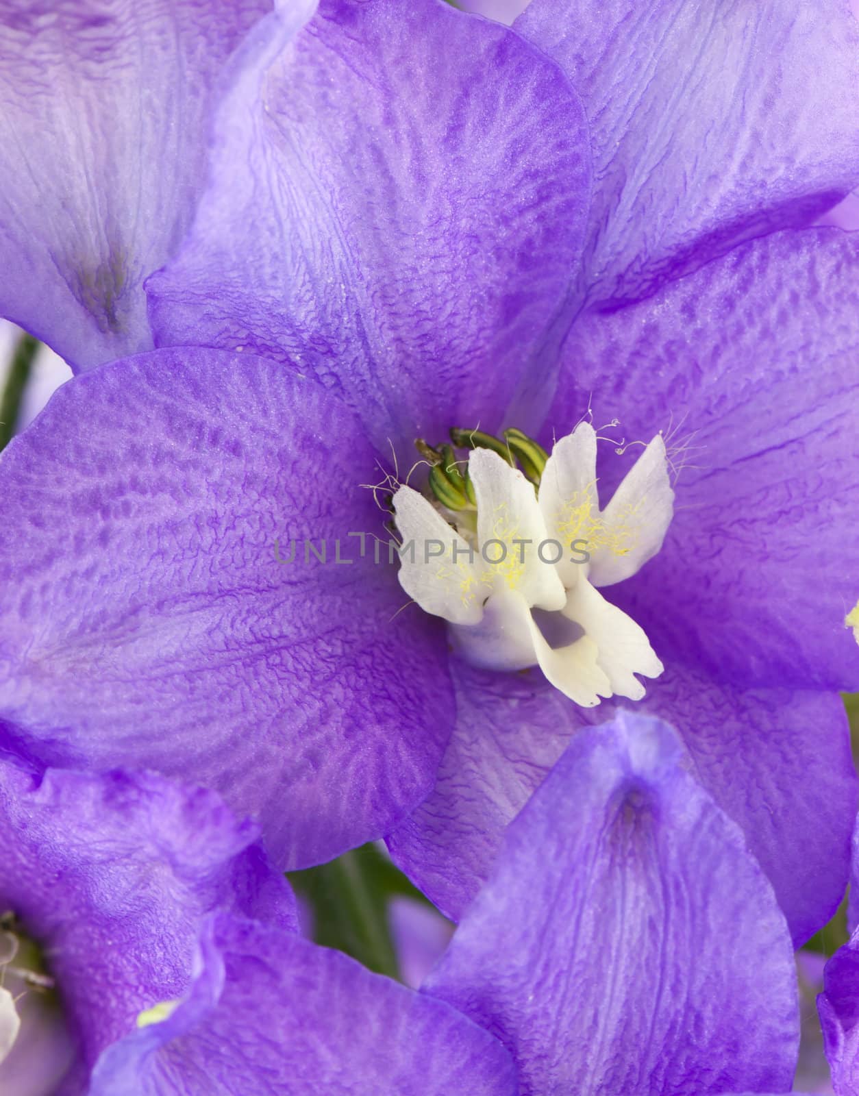 Violet delphinium flower