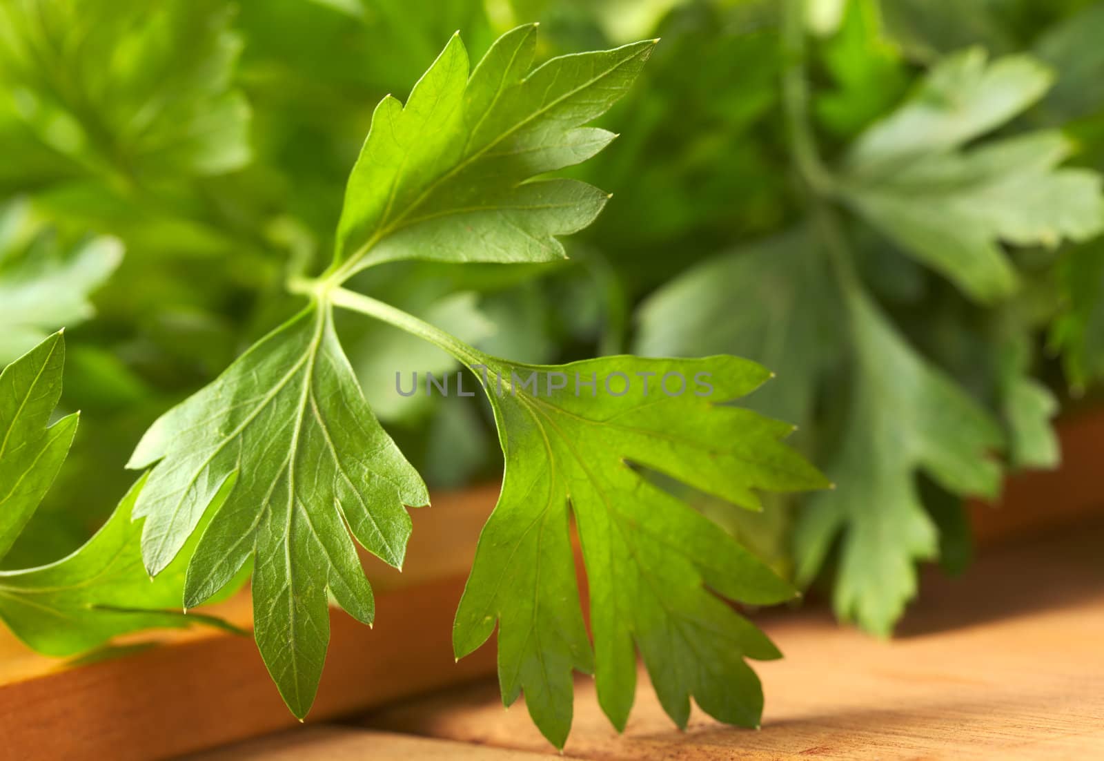 Fresh flat-leaved parsley (Selective Focus, Focus on the left leaf) 