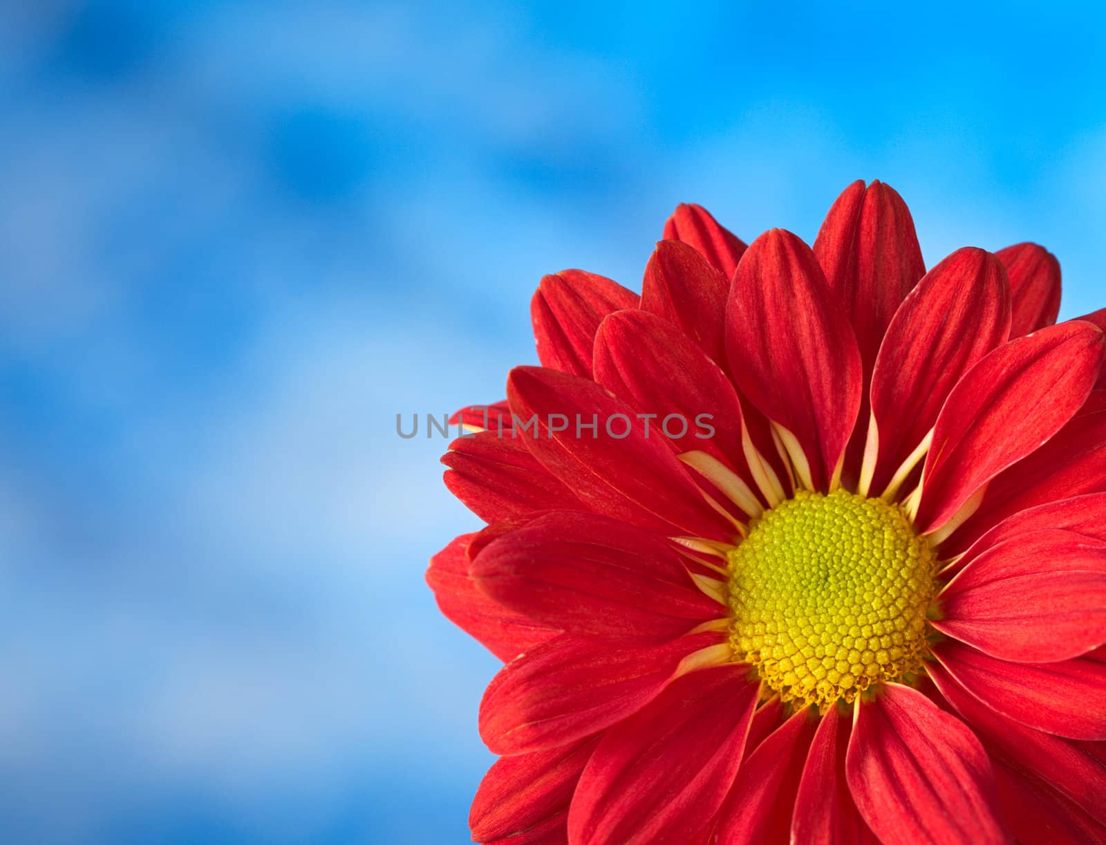 The macro of a red colored Chrysanthemum in front of blue background (Very Shallow Depth of Field, Focus on the middle of the flower)