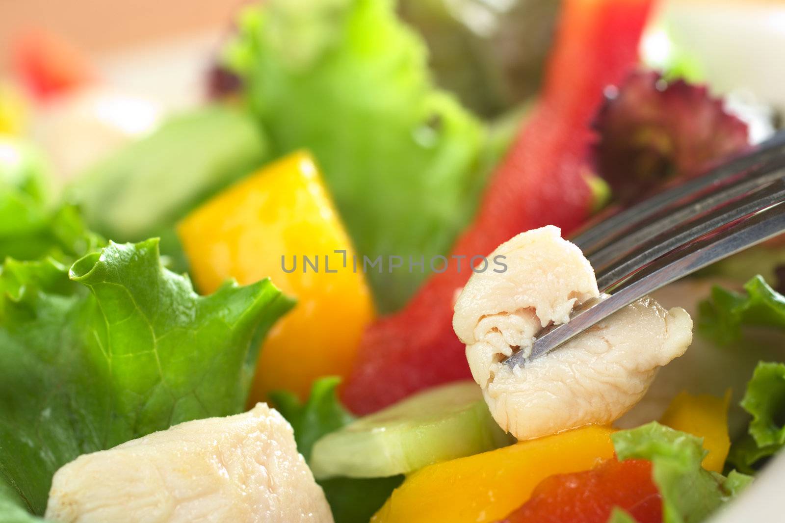 Fresh chicken salad with lettuce, red bell pepper, mango and cucumber with a piece of chicken meat on fork (Very Shallow Depth of Field, Focus on the front of the meat that is on the fork) 