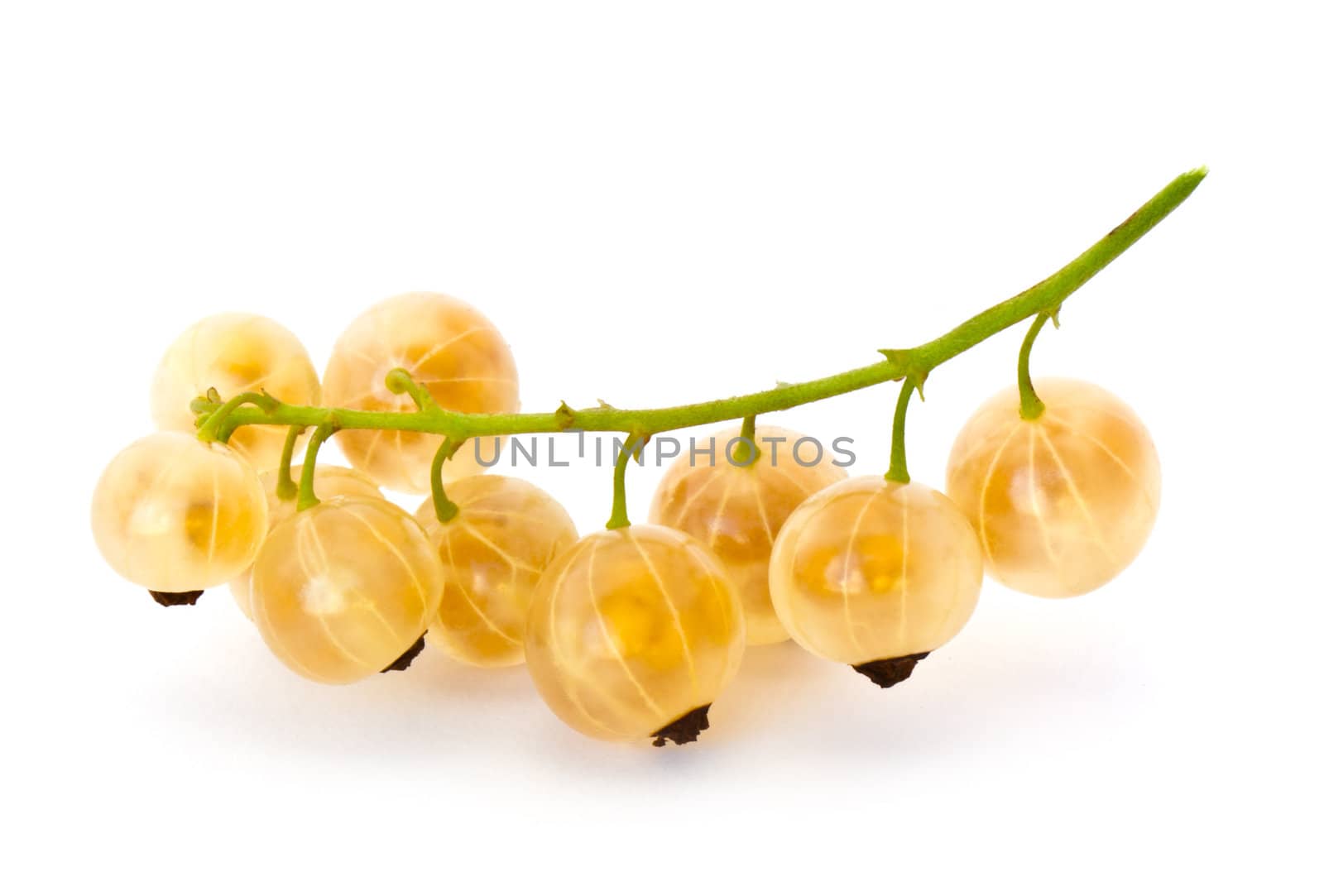 Yellow currant isolated on white background