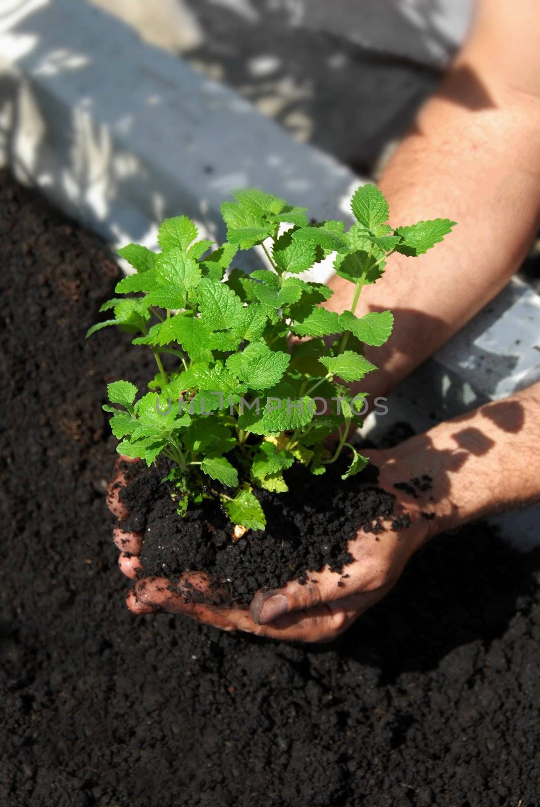 lemon balm planting in garden on black soil