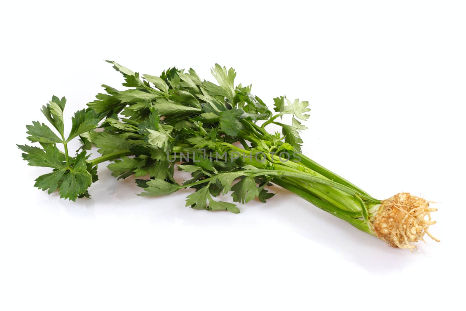 celery vegetable, photo on the white background