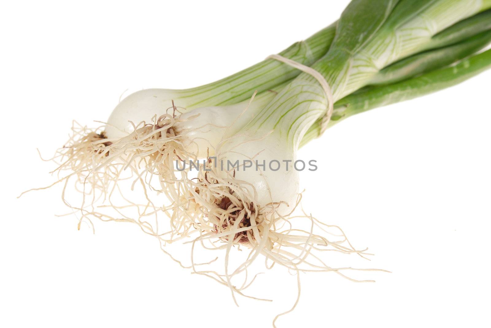 fresh onions, photo on the white background