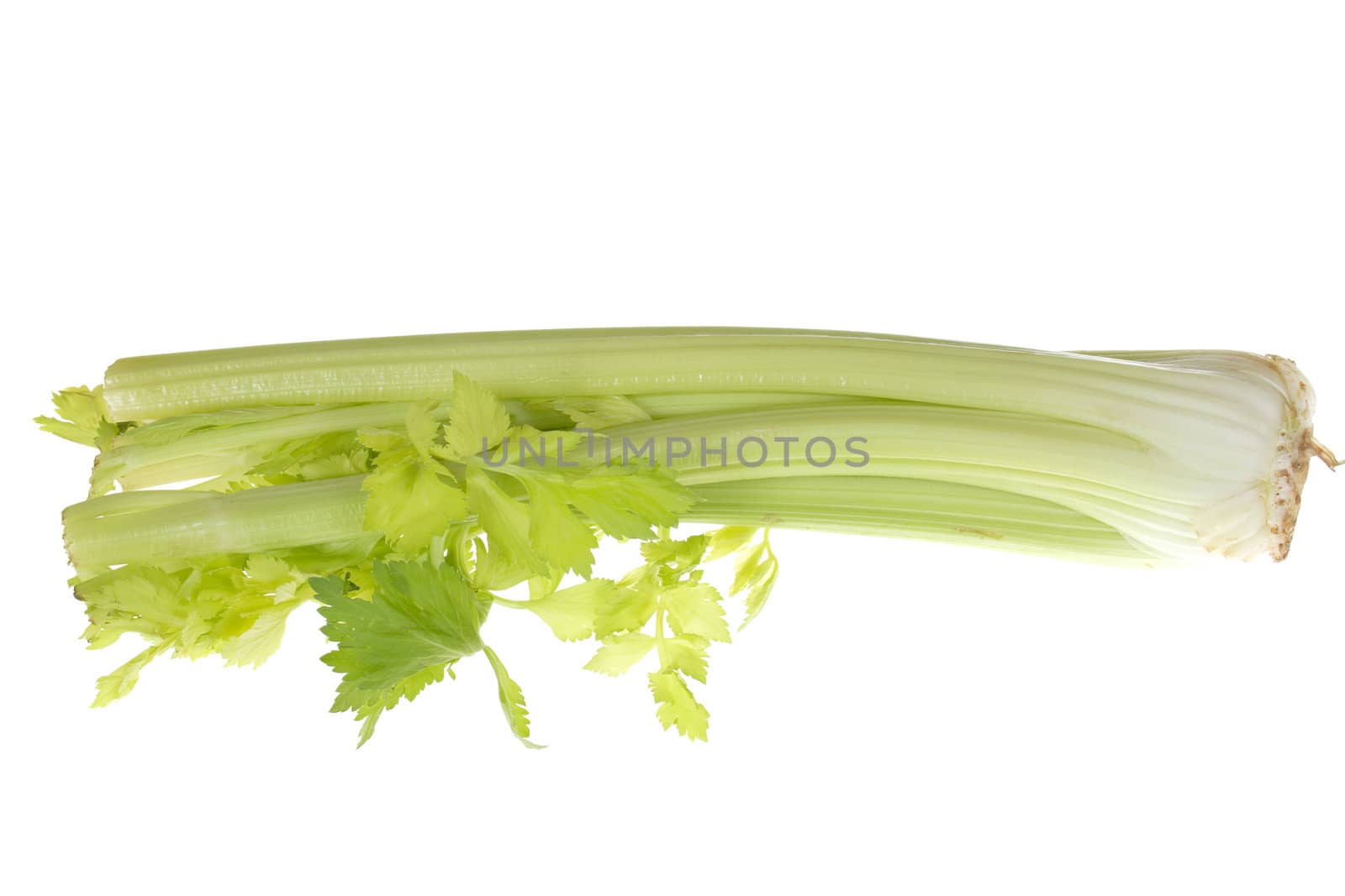 celery vegetable photo on the white background