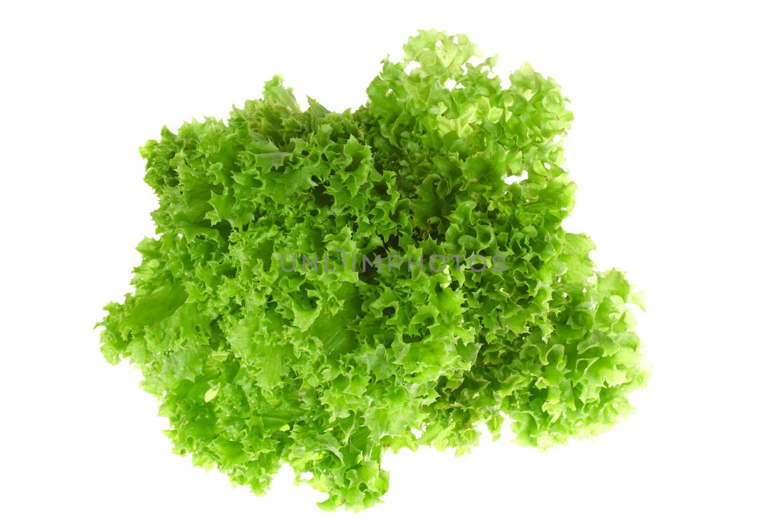 green Lettuce isolated on the white background