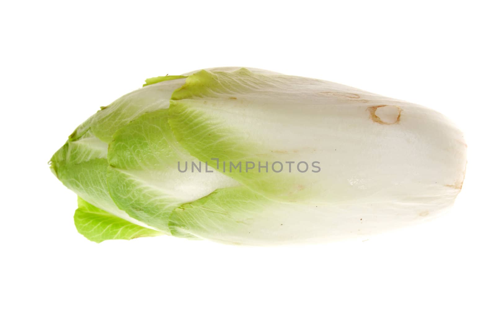 fresh endives isolated on the white background