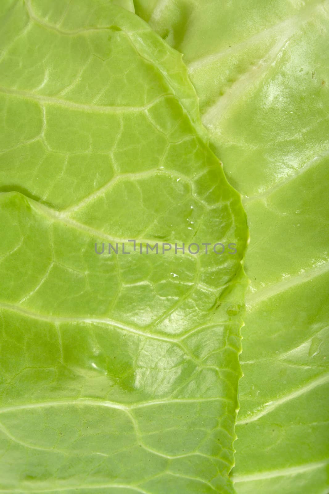 macro shot cabbage's lists, nature abstract background