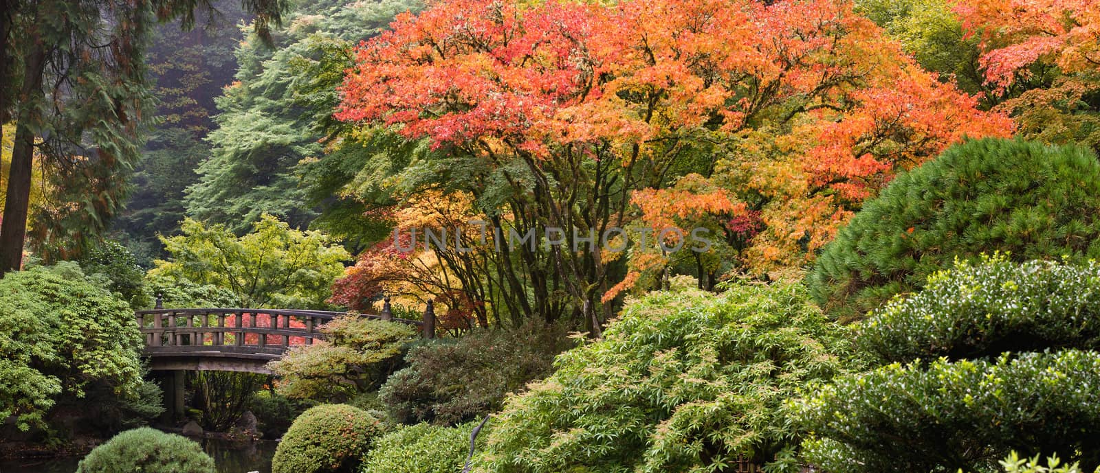 Wooden Foot Bridge at Japanese Garden in the Fall Panorama