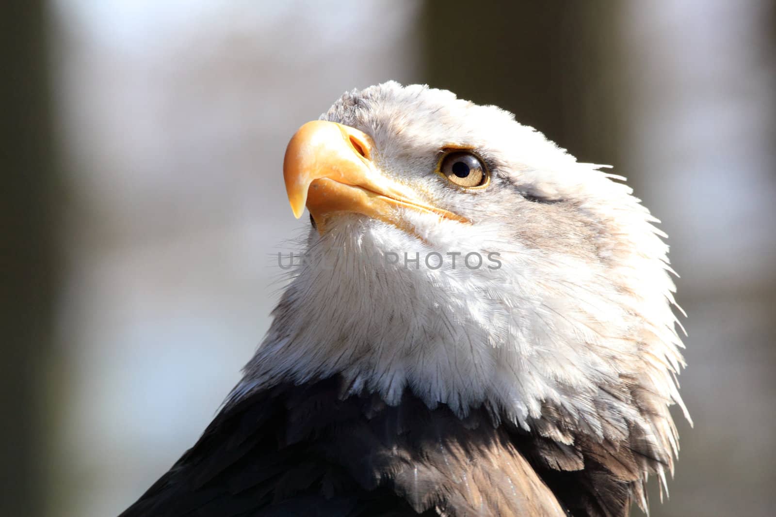 Bald Eagle portrait