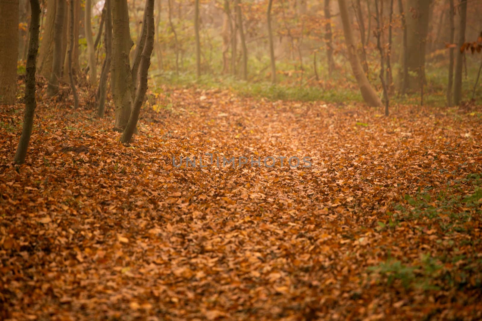 Wald im nebel by aidasonne