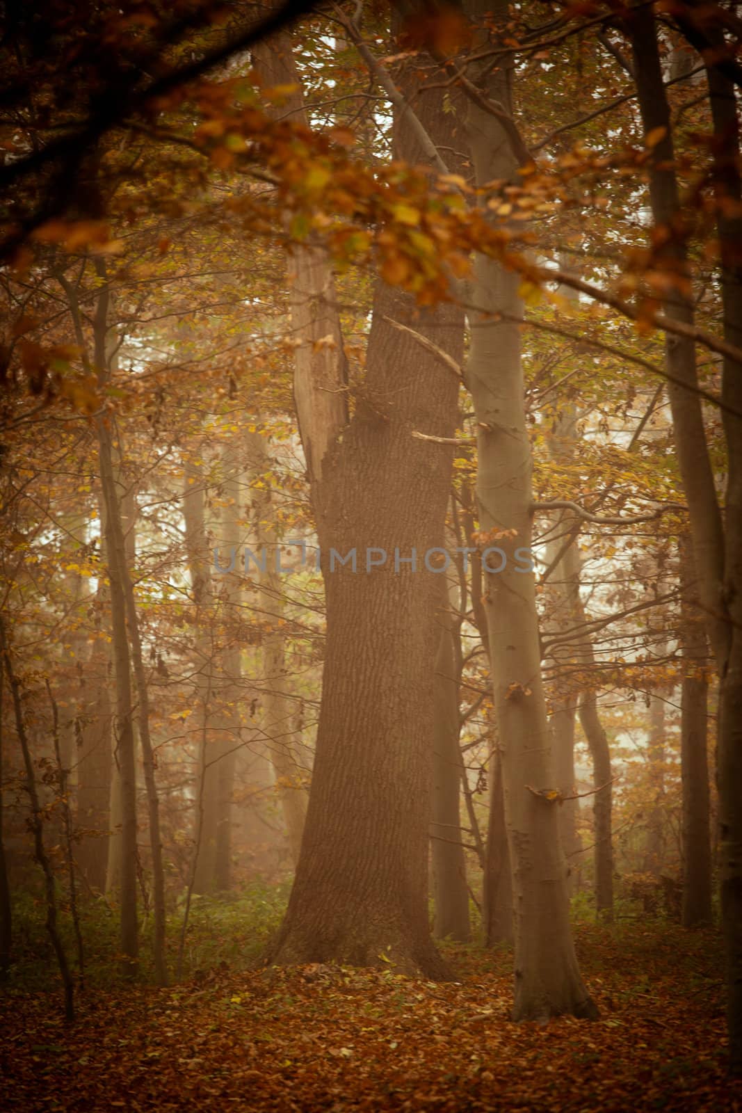 Wald im nebel by aidasonne