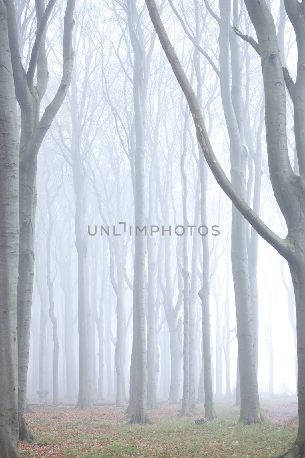 Wald im nebel by aidasonne