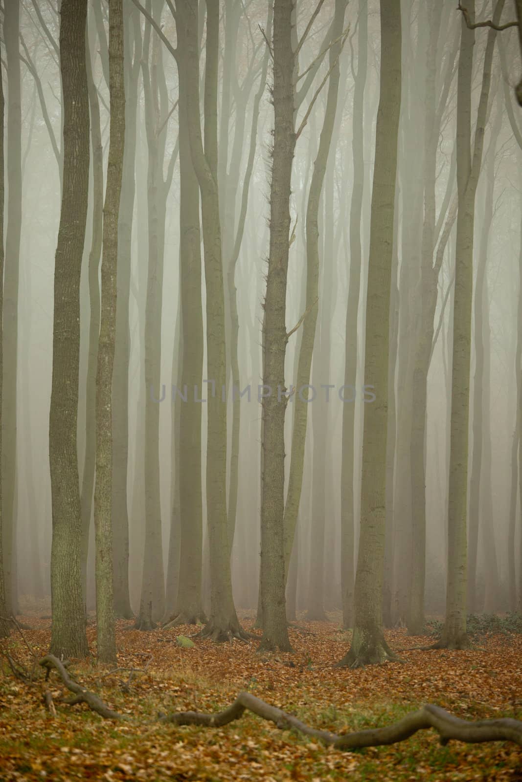 Wald im nebel by aidasonne