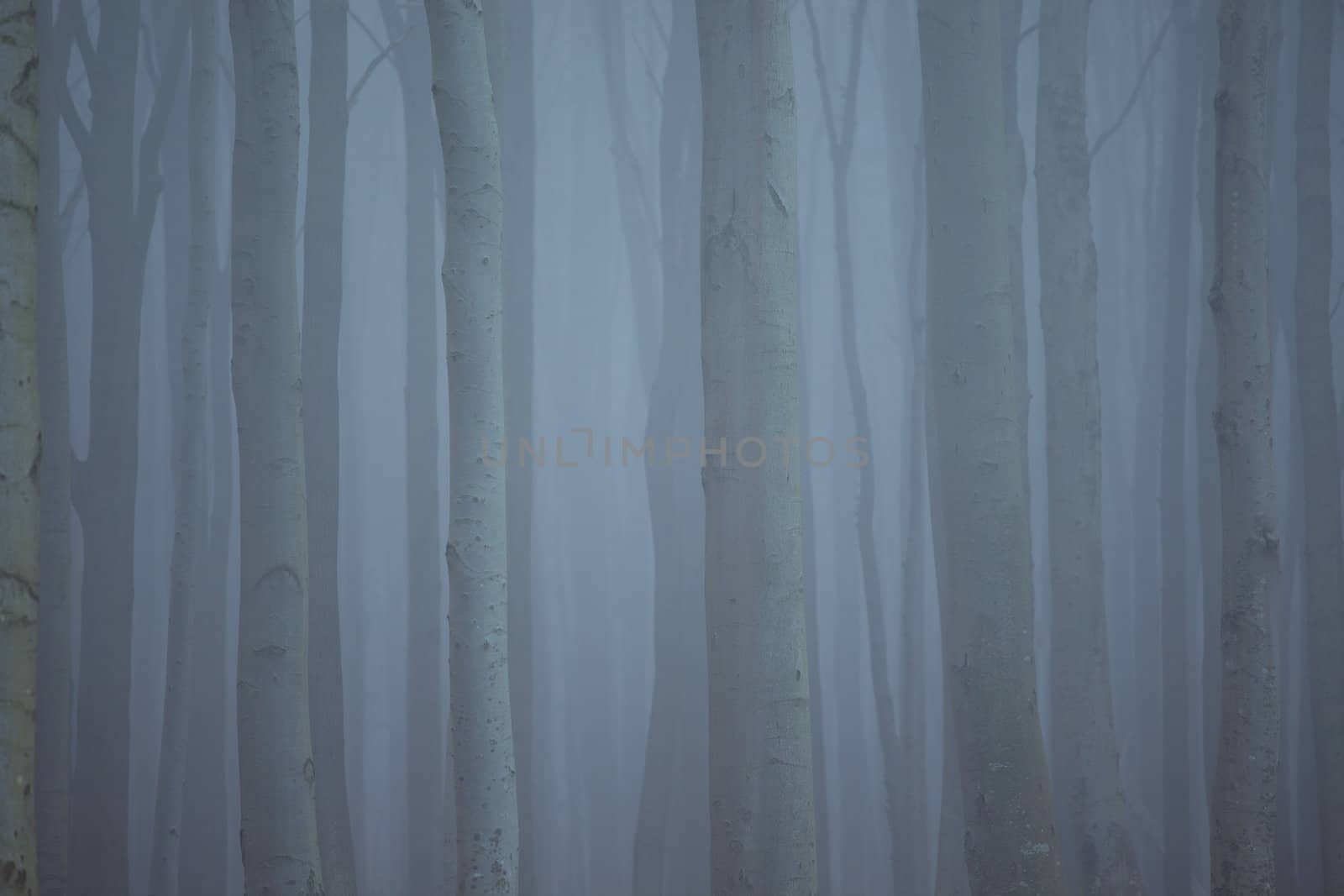 Wald im nebel by aidasonne