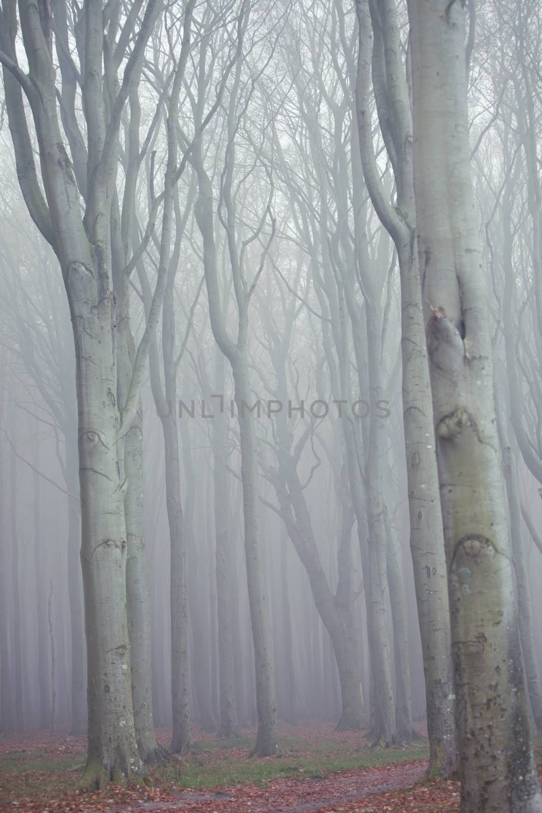 Wald im nebel by aidasonne