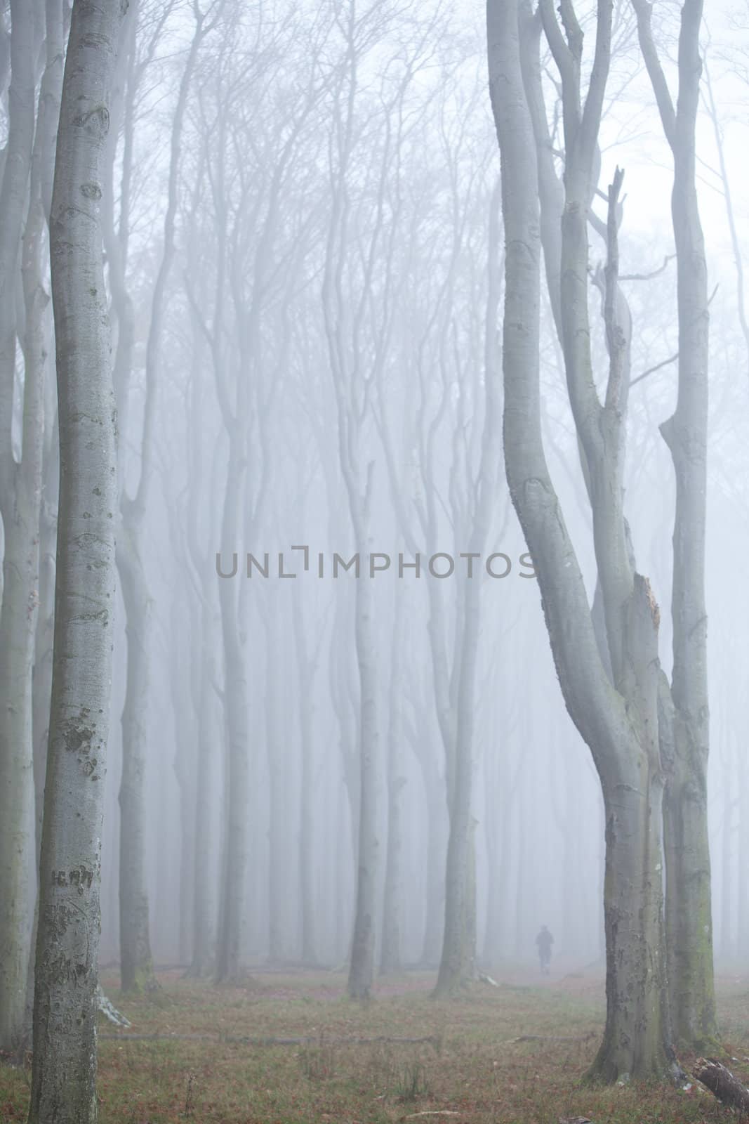 Wald im nebel by aidasonne