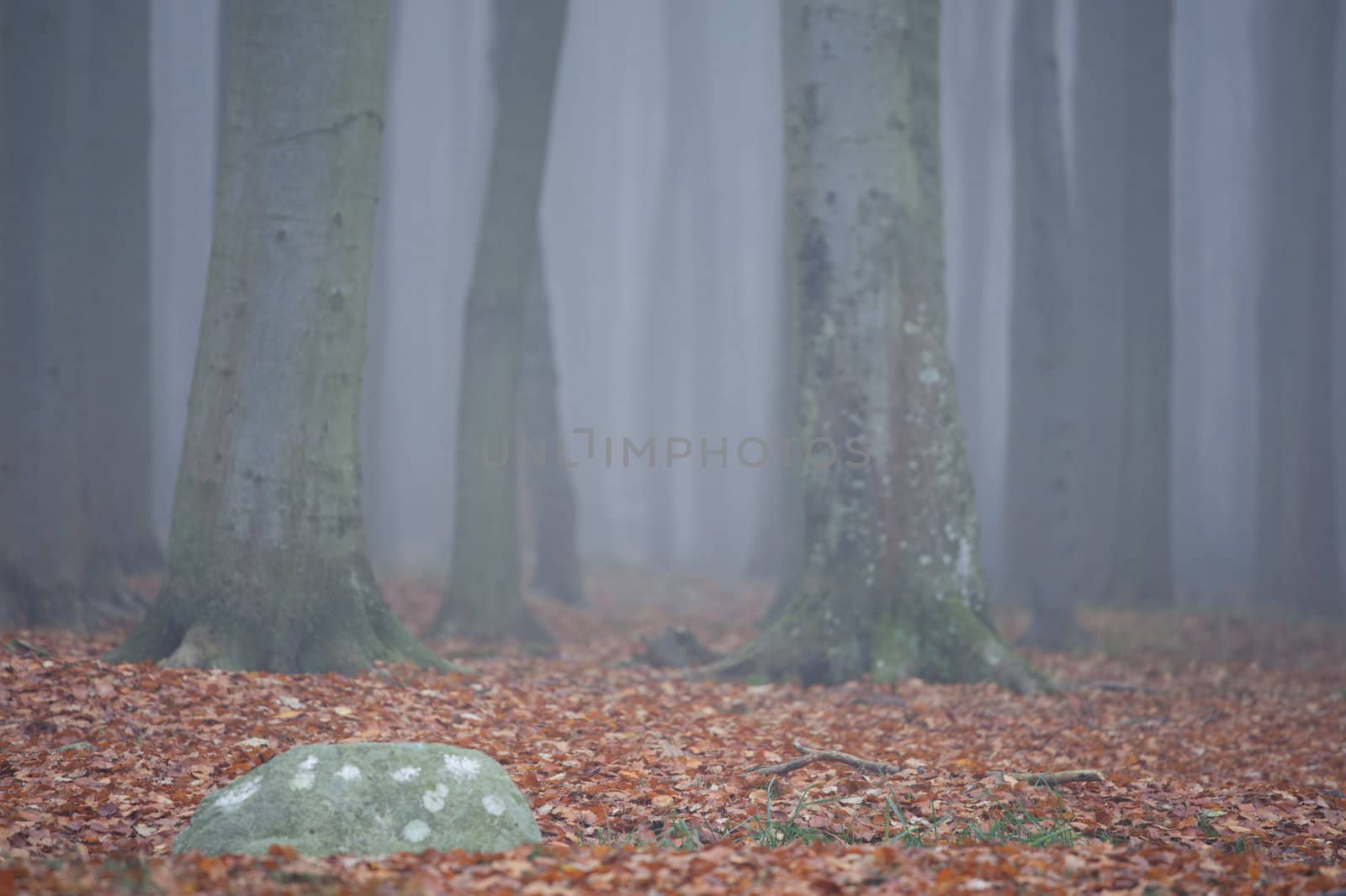 Wald im nebel by aidasonne