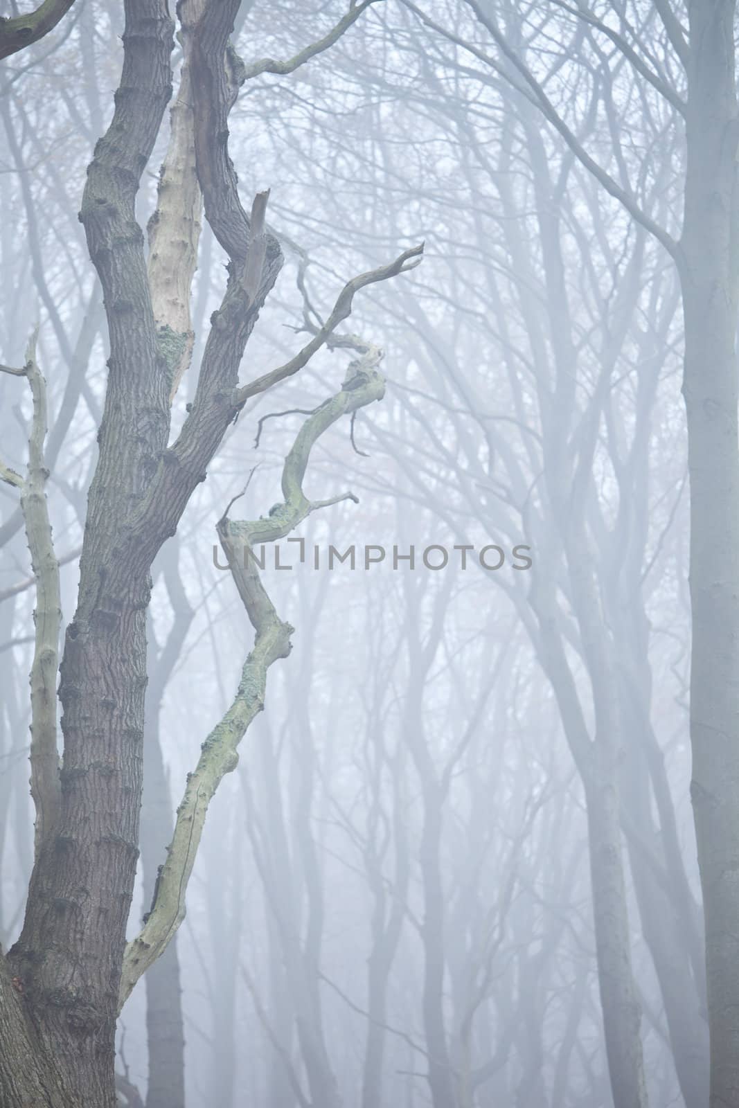 Wald im nebel by aidasonne