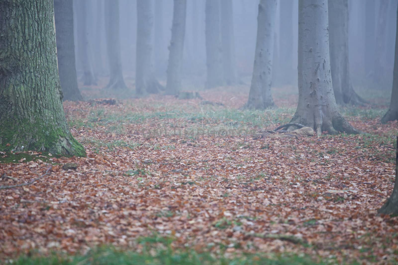 Wald im nebel by aidasonne